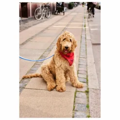 Hay Bandana pour chien |