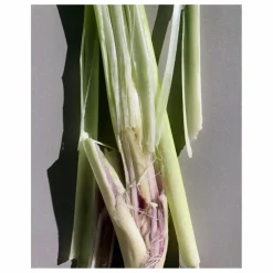 Hot L:A BRUKET Crème pour le corps Citronelle 299 - 200ml Non teinté