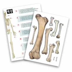 Buki Squelette 45 cm Multicolore Online